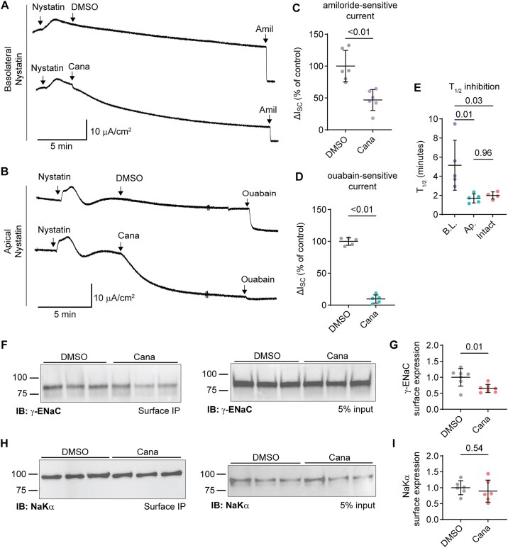 Canagliflozin Inhibits Electrogenic Na+ Transport in Mouse Cortical Collecting Duct Cells.