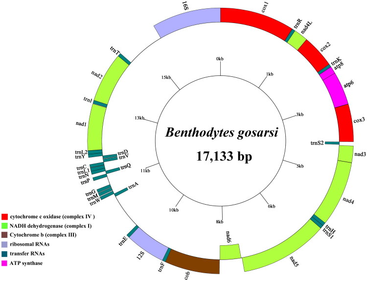 Characterization and phylogenetic analysis of the complete mitochondrial genome of <i>Benthodytes gosarsi</i> Gebruk 2008 (echinodermata: holothuroidea: elasipodida) from deep-sea environments.