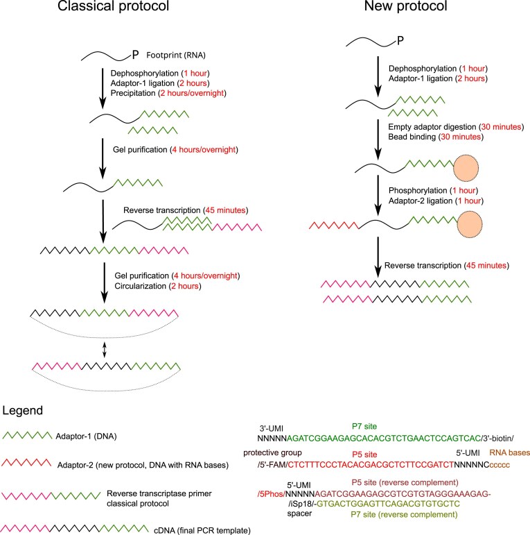 A simple, fast, and cost-efficient protocol for ultra-sensitive ribosome profiling.