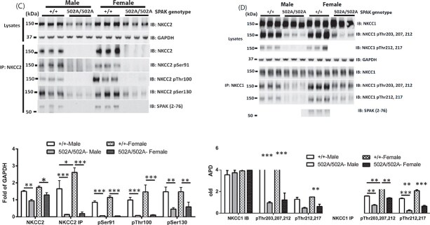 Correction to: Critical role of the SPAK protein kinase CCT domain in controlling blood pressure.