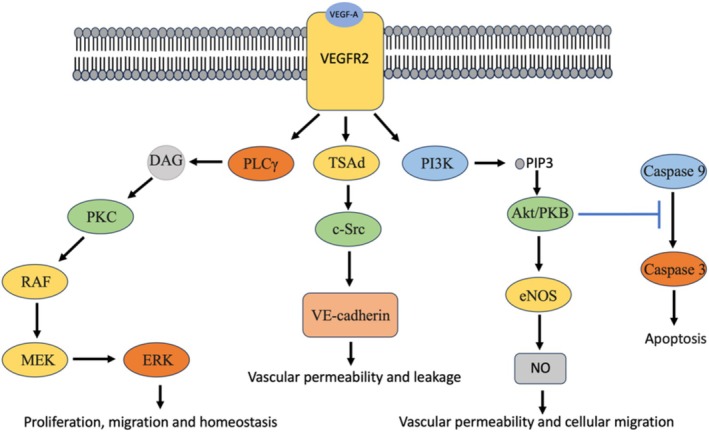 Potential Therapeutic Actions of Flavonoids Present in Propolis That Modulate Vascular Endothelial Growth Factor Signaling to Regulate Angiogenesis.
