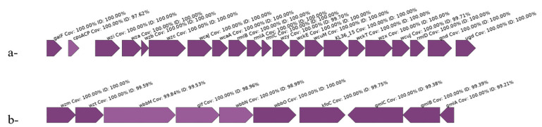 Comprehensive Genomic Characterization of a Drug-Resistant <i>Klebsiella pneumoniae</i> Clinical Isolate in Iraq Using Whole Genome Sequencing.