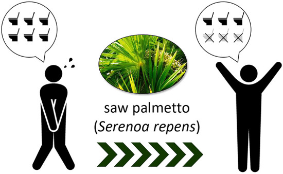 Beneficial effects of saw palmetto (<i>Serenoa repens</i>) fruit extract on the urinary symptoms of healthy Japanese adults with possible lower urinary tract symptoms: A randomized, double-blind, placebo-controlled study.