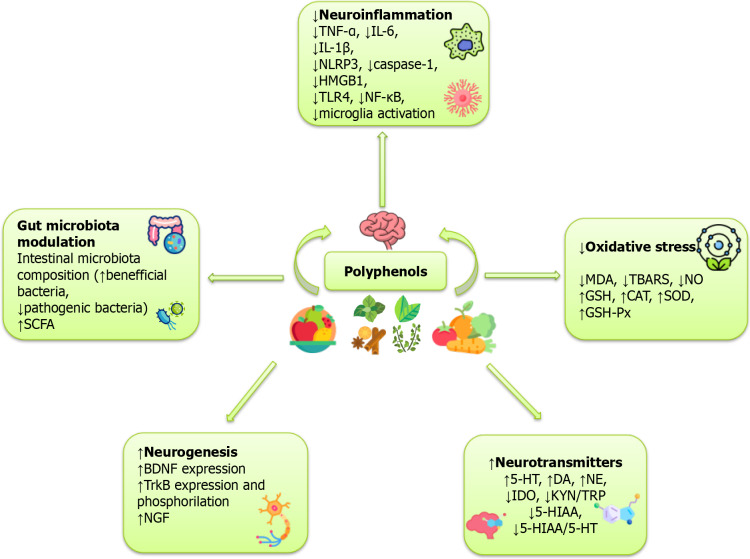 Polyphenols: A top-down approach to nutrition and depression.