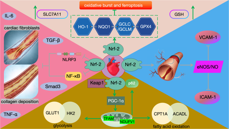 The Nrf Family and Its Cardioprotective Potential: Mechanisms, Functions, and Therapeutic Perspectives.