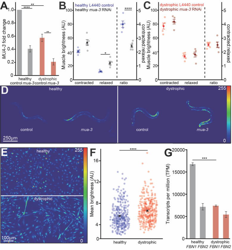 Fibrillin-Related Proteins Control Calcium Homeostasis in Dystrophic Muscle Across Species.
