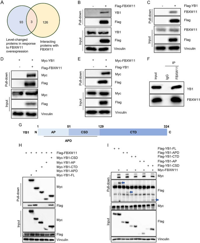 FBXW11 inhibits tumorigenesis by ubiquitinating YB1 in hepatocarcinoma.