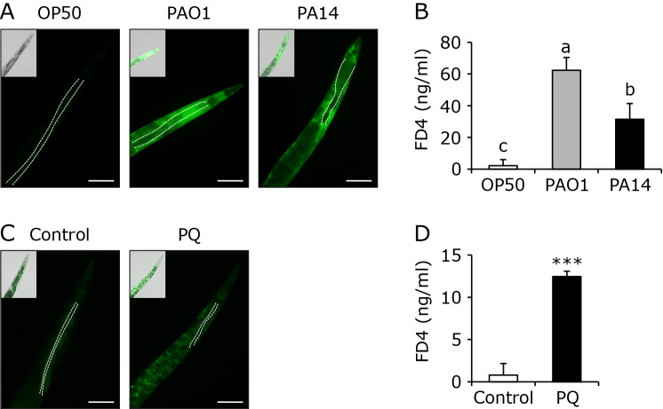 Newly developed evaluation for intestinal permeability using <i>Caenorhabditis elegans</i>: protective effects of agaro-oligosaccharides on intestinal permeability.