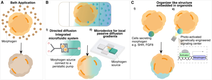 Engineering human neuronal diversity: Morphogens and stem cell technologies for neurodevelopmental biology.