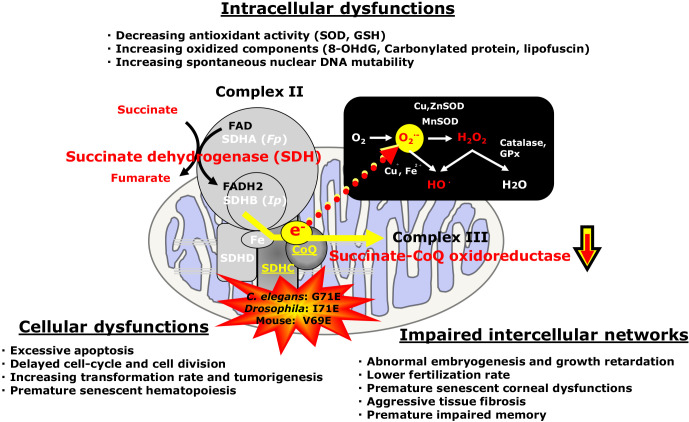 Mitochondrial oxidative stress, cellular damages and stem cell aging in premature aging models with complex II electron transport defect.