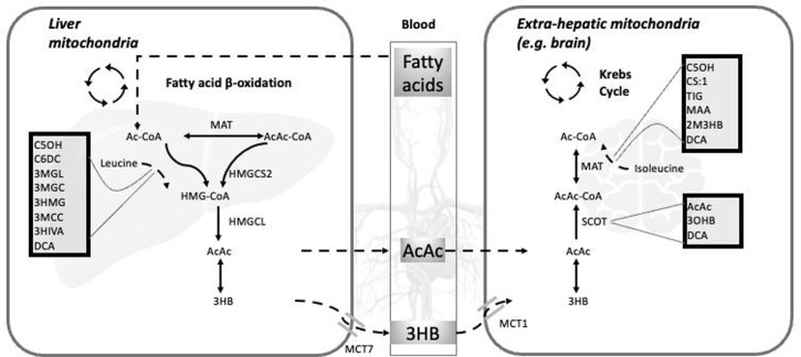 Comparison of Ketogenesis and Ketolysis Defects: A Retrospective Single-Center Study of 30 Patients.