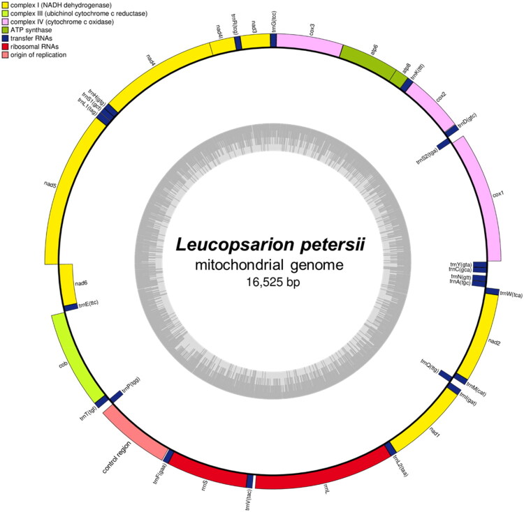 Complete mitochondrial genome of <i>Leucopsarion petersii</i> (Gobiiformes, Gobiidae) assembled from next-generation sequencing data.
