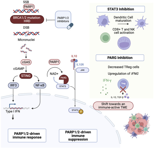 Interplay of replication stress response and immune microenvironment in high-grade serous ovarian cancer.