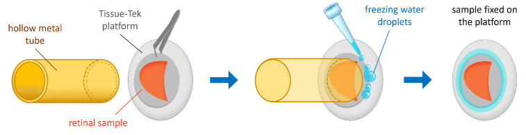 Time-Resolved cAMP Level Determination in Frog Retina Samples Using LC-MS/MS.