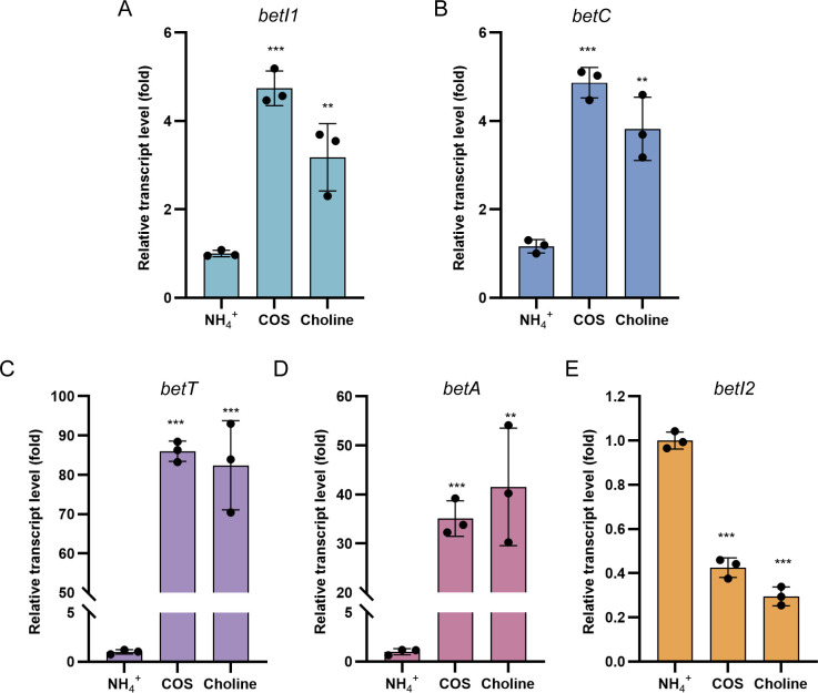 Novel regulatory mechanism of choline-O-sulfate and choline catabolism by two BetIs in Alphaproteobacteria.