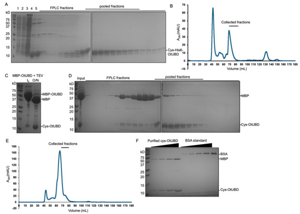 Use of a High-Affinity Ubiquitin-Binding Domain to Detect and Purify Ubiquitinated Substrates and Their Interacting Proteins.