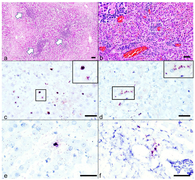 Longitudinal observation of chronic domestic cat hepadnavirus infection in cats with evidence of extrahepatic involvement.