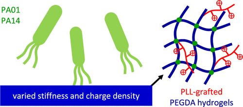 Pseudomonas aeruginosa Adhesion and Biofilm Formation on Poly(l-lysine)-Tethered Hydrogels: Synergistic Effect of Substrate Stiffness and Positive Charge Density