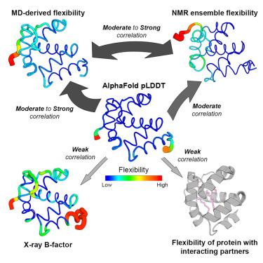 Flexibility or uncertainty? A critical assessment of AlphaFold 2 pLDDT