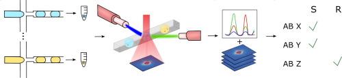 Multiplexed, rapid phenotypic antibiotic susceptibility testing based on angle-resolved light scattering imaging of microfluidic droplets