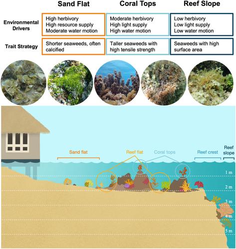Linking response traits of novel seaweed communities to variation in environmental drivers across microhabitats of a tropical reef