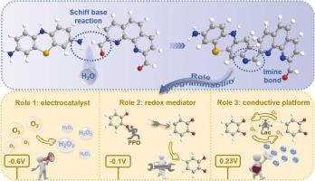 Programmable Redox Behavior of a π-Conjugated Schiff Base Mediator across Electrocatalytic and Enzymatic Catechol Sensing Platforms