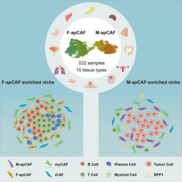 Single-cell resolution spatial analysis of antigen-presenting cancer-associated fibroblast niches