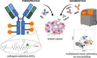Engineering unnatural amino acids in peptide linkers enables cathepsin-selective antibody-drug conjugates for HER2-positive breast cancer
