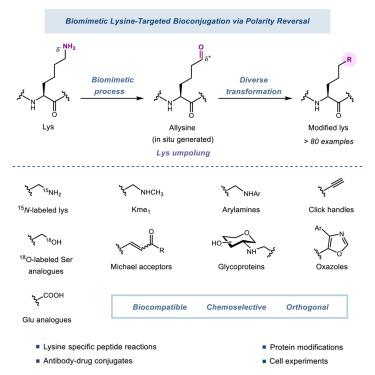 Rewriting lysine reactivity: Lysine-targeted bioconjugation via biomimetic polarity reversal for diversified biomolecule modification