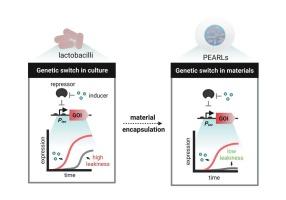 Encapsulation-enhanced switchable protein release from engineered probiotic lactobacilli
