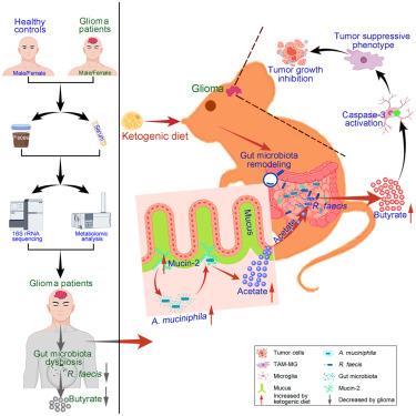 Ketogenic diet inhibits glioma progression by promoting gut microbiota-derived butyrate production