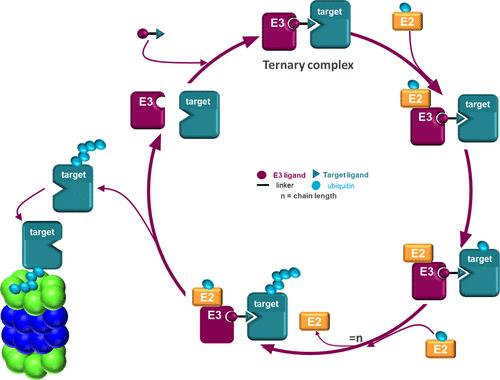Resolving Enzyme–Substrate–Activator Ambiguity: A Minimalist Enzyme Kinetic Framework for PROTAC Design and Optimization