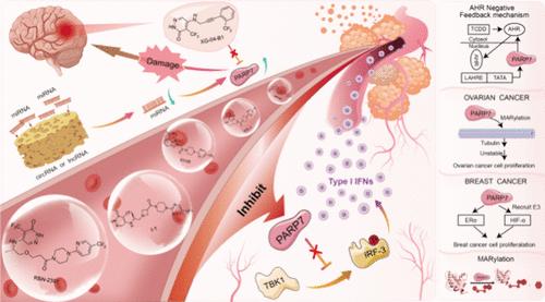 PARP7: an Emerging Therapeutic Target-Insights into Biological Functions and Advances in Small-Molecule Inhibitor Development