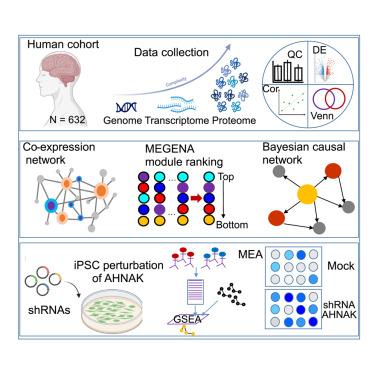 Multiscale proteomic modeling reveals protein networks driving Alzheimer’s disease pathogenesis