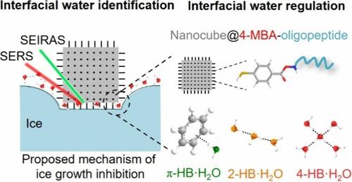Ice–Water Interfacial SERS/SEIRAS Reveals Novel Antifreeze Peptide Icing Inhibition Dynamics at the Molecular Level