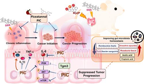 Piceatannol Attenuates Benzo[a]pyrene/DSS-Induced Colorectal Cancer in Mice via Modulation of Gut Microbiota and Inhibition of the PI3K/AKT/mTOR Pathway