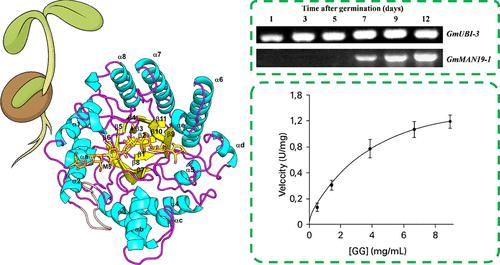 Unveiling the Structural and Biochemical Characteristics of an Acidophilic β-Mannanase from Soybean (Glycine max)
