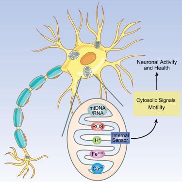 Sensing within: Mitochondrial inside-out signal transduction