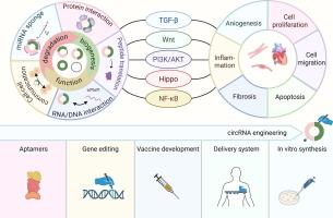 Circular RNA-mediated regulation of key signaling pathways in cardiovascular diseases: a review