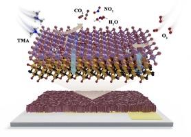 Enhanced Electron Transport in 2D–2D Interface of Ti3C2Tx/SnS2 for Highly Selective Detection of Trimethylamine at Room Temperature