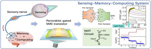 Three-in-one 2D perovskite functional gated organic thin-film transistors: Integrated sensing, memory and computing
