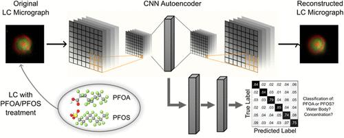 A Machine Learning-Assisted Liquid Crystal Droplet Array Platform for the Sensitive and Selective Detection of Per- and Polyfluoroalkyl Substances (PFAS) in Water