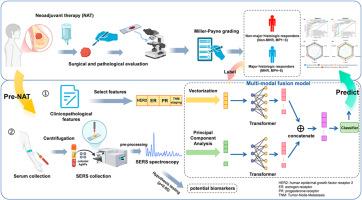 Multi-modal fusion model combines SERS spectroscopy and clinicopathological features to predict neoadjuvant therapy response in breast cancer