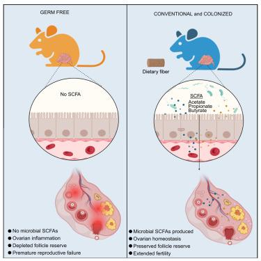 The microbiota extends the reproductive lifespan of mice by safeguarding the ovarian reserve