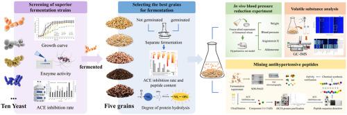 Boosting health: Candida phyllophila J14–4 fermentation enhances angiotensin-converting enzyme inhibition and antihypertensive properties in wheat wort