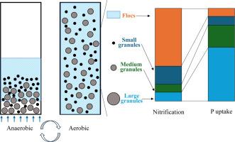 Distinct roles of granules and flocs in aerobic granular sludge processes