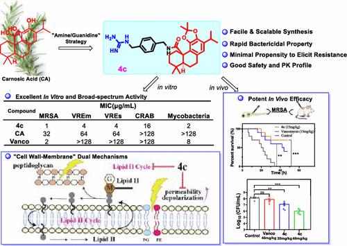 A Broad-Spectrum Abietane Diterpenoid Derivative that Targets Lipid II Cycle and Bacterial Membrane to Combat Multidrug Resistance