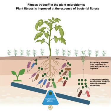 A bacterial signal coordinates plant-microbe fitness trade-off to enhance sulfur deficiency tolerance in plants