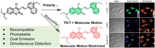 An engineered single-wavelength-excitable dual-color fluorescent probe for simultaneous imaging of polarity and viscosity dynamics during ferroptosis