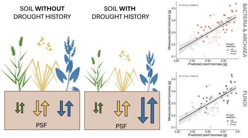 Drought legacy effects on plant growth and plant–soil feedback are mediated by soil microbial communities independently of root exudates and root litter